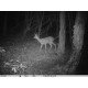 appareil photo chasse gibier