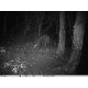 APPAREIL PHOTO NOCTURNE CHASSE  GSM 