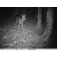 appareil photo chasse sanglier