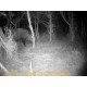 CAMERA NOCTURNE CHASSE  GSM 