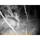 CAMERA NOCTURNE CHASSE  GSM 