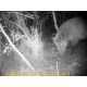 CAMERA NOCTURNE CHASSE  GSM 